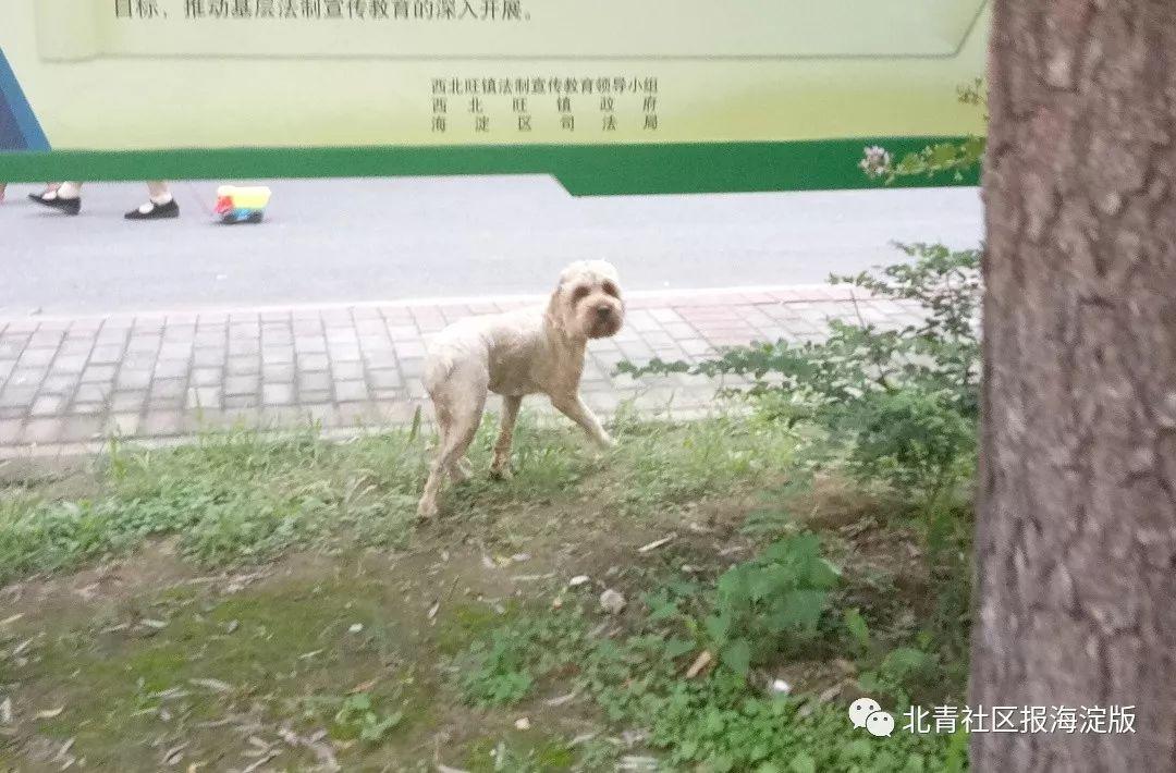 齐素 第3页