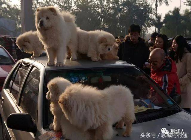 睢县最新狗市全景概览