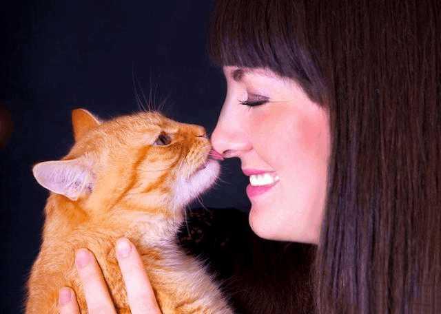 探索猫的世界，最新猫咪网站带来无限乐趣发现